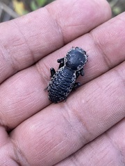 Zopherus laevicollis