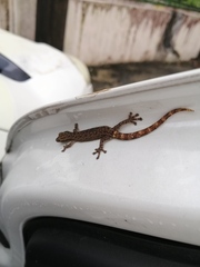 Hemiphyllodactylus typus