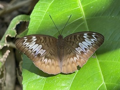 Tanaecia