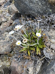 Celmisia spectabilis spectabilis