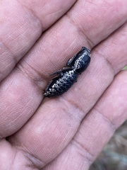 Zopherus laevicollis