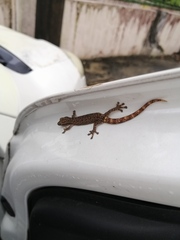 Hemiphyllodactylus typus