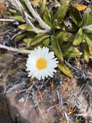 Celmisia spectabilis spectabilis