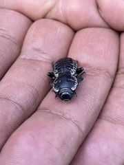 Zopherus laevicollis