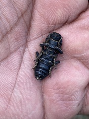 Zopherus laevicollis