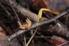 Macrotyphula contorta