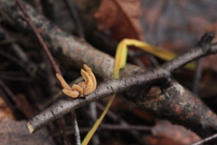 Macrotyphula contorta