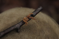 Macrotyphula contorta