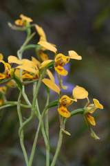 Diuris chrysantha