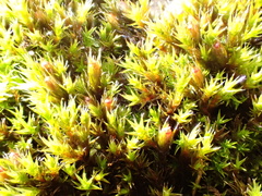 Schistidium crassipilum