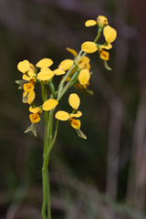 Diuris chrysantha