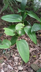 Smilax bracteata