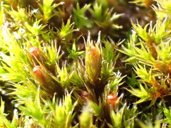 Schistidium crassipilum