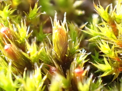 Schistidium crassipilum