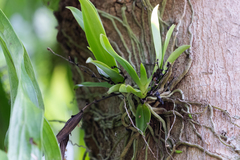 Sarcochilus dilatatus