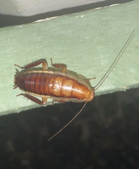 Drymaplaneta heydeniana