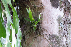 Sarcochilus dilatatus