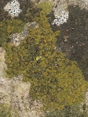 Teloschistaceae