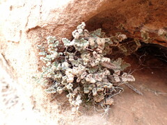 Myriopteris parryi