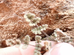 Myriopteris parryi
