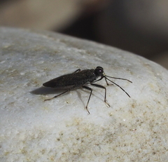 Macrosaldula scotica