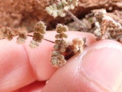 Myriopteris parryi