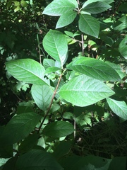 Lonicera involucrata