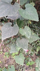 Thladiantha nudiflora