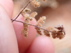 Myriopteris parryi