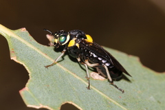 Pergagrapta bicolor
