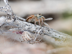 Araneus pallasi