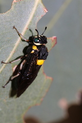 Pergagrapta bicolor