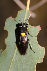 Pergagrapta bicolor
