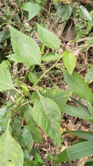 Deeringia polysperma