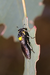 Pergagrapta bicolor