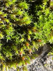 Schistidium crassipilum