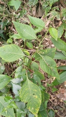 Deeringia polysperma