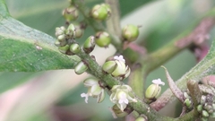 Deeringia polysperma