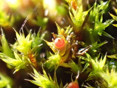 Schistidium crassipilum