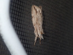 Ecnomodes sagittaria