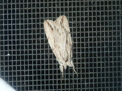 Ecnomodes sagittaria