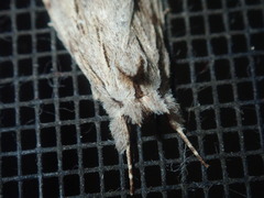 Ecnomodes sagittaria