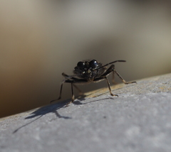 Macrosaldula scotica