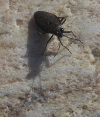 Macrosaldula scotica