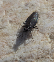 Macrosaldula scotica