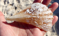 Pinnidae
