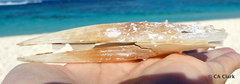 Pinnidae