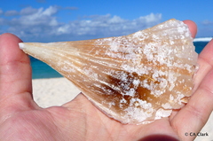Pinnidae