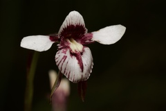 Diuris venosa