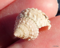 Cenchritis muricatus